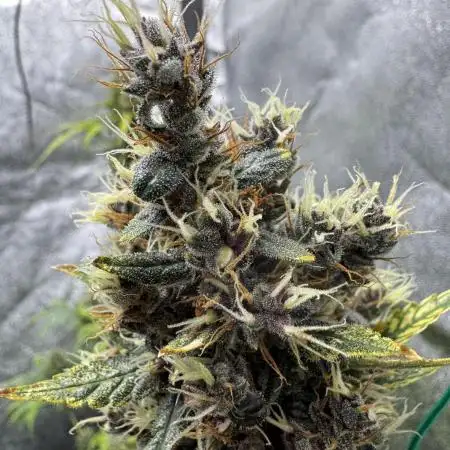 AUTO PURPLE OPIUM - Divine Seeds