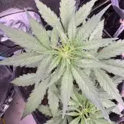 Wurlz F1 Autoflower - Zamnesia Seeds