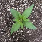 CBD Lemon Auto-Run #2 Herbies Seeds