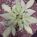 Zkittelz XL Auto - Ganja Farmer Seeds