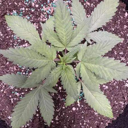 Zkittelz XL Auto - Ganja Farmer Seeds
