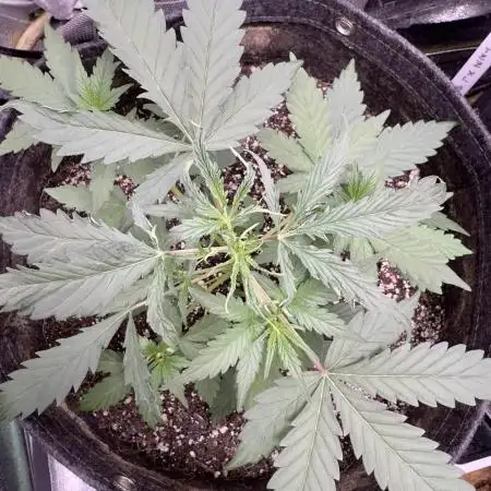 AUTO WHITE WIDOW - Divine Seeds