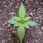 Sticky Broccoli Auto-Zamnesia