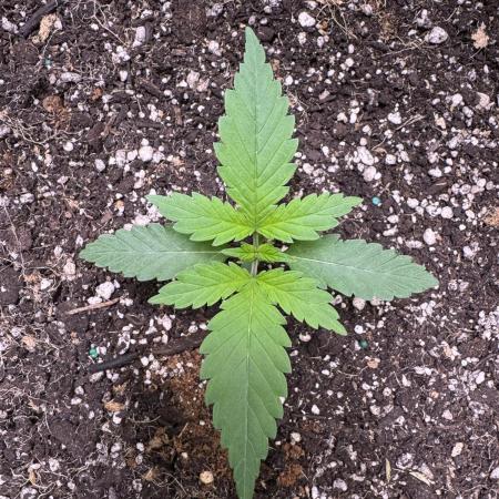 Sticky Broccoli Auto-Zamnesia