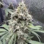 Midnight Moonshine F1 Auto - TasteBudz