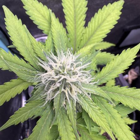 Auto Elephant - Super Sativa Seed Club