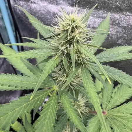Midnight Moonshine F1 Auto - TasteBudz