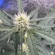 Wurlz F1 Autoflower - Zamnesia Seeds