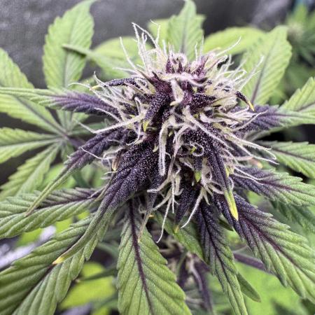 DARK LEMONADE AUTO - Delicious Seeds