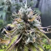 Apple Betty Auto from Herbies Seeds