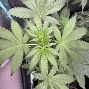 Wild Strawberry F1 Auto Run 2-TasteBudz