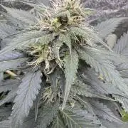 Caramel Auto - FastBuds