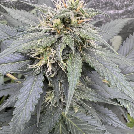 Caramel Auto - FastBuds