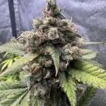 Auto Opium - Divine Seeds