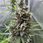 AUTO PURPLE OPIUM - Divine Seeds