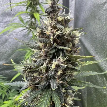AUTO PURPLE OPIUM - Divine Seeds