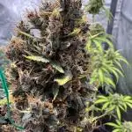 AUTO PURPLE OPIUM - Divine Seeds