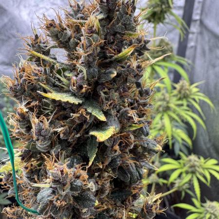 AUTO PURPLE OPIUM - Divine Seeds