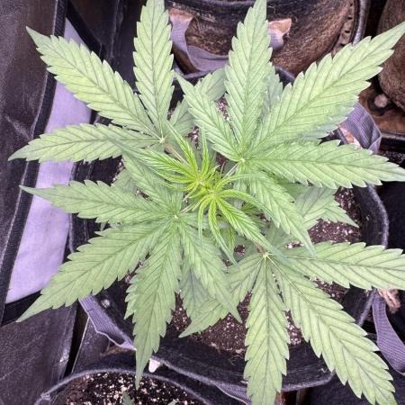 CBD Lemon Auto - Herbies Seeds