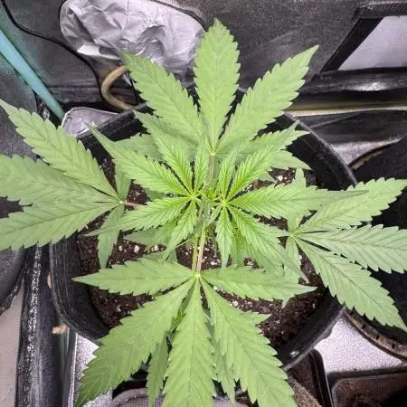AUTO FRACTAL - Divine Seeds