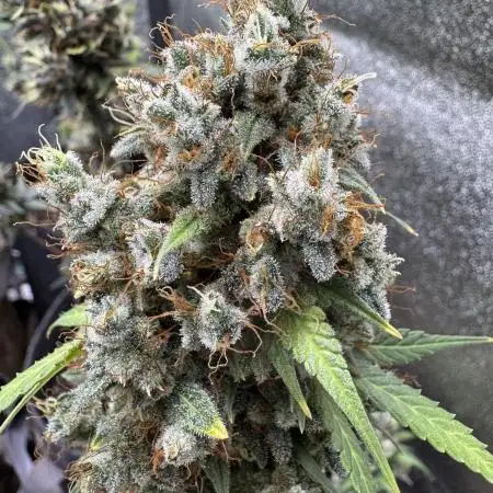 Midnight Moonshine F1 Auto - TasteBudz