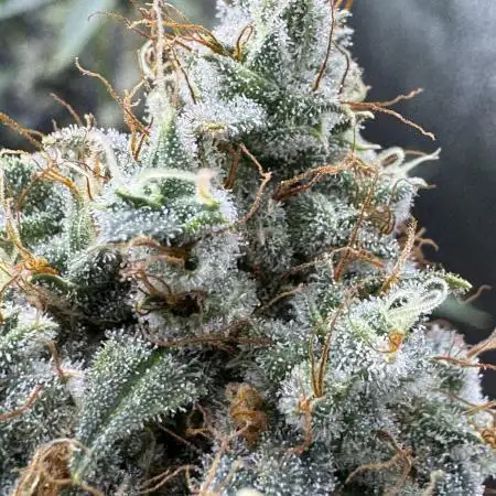 Midnight Moonshine F1 Auto - TasteBudz