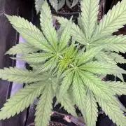 CBD Lemon Auto - Herbies Seeds