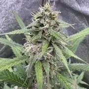 AUTO WHITE WIDOW - Divine Seeds