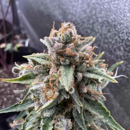 Auto Elephant - Super Sativa Seed Club