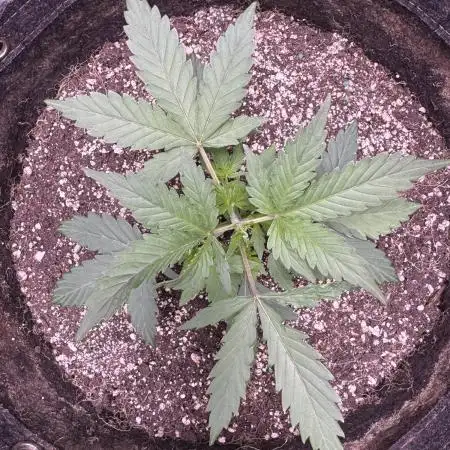 AUTO WHITE WIDOW - Divine Seeds
