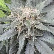 Caramel Auto - FastBuds