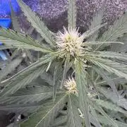 Wurlz F1 Autoflower - Zamnesia Seeds