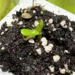 Apple Betty Auto from Herbies Seeds