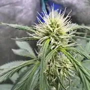 Wild Strawberry F1 Auto Run 2-TasteBudz