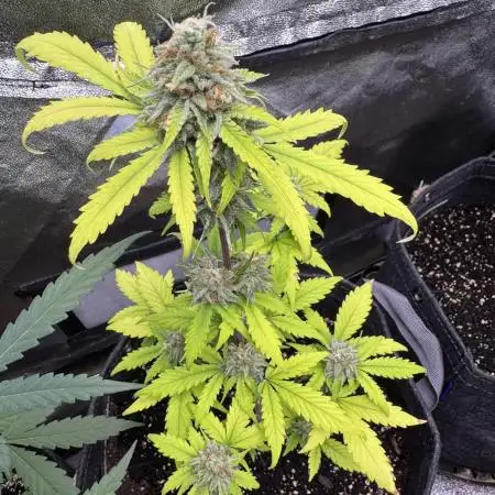 Auto Elephant - Super Sativa Seed Club