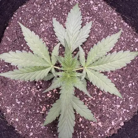 Midnight Moonshine F1 Auto - TasteBudz