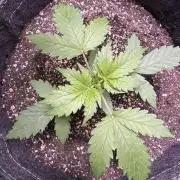 Wild Strawberry F1 Auto Run 2-TasteBudz