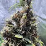 AUTO PURPLE OPIUM - Divine Seeds