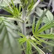 CBD Lemon Auto - Herbies Seeds
