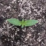 Auto Opium - Divine Seeds