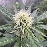 Wurlz F1 Autoflower - Zamnesia Seeds