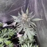 AUTO PURPLE OPIUM - Divine Seeds