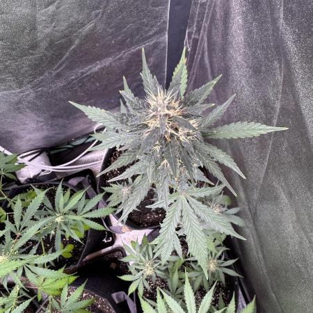 AUTO PURPLE OPIUM - Divine Seeds