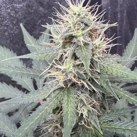 Midnight Moonshine F1 Auto - TasteBudz