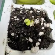 Strawberry Pie Auto-OriginalSensibleSeed