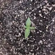 Strawberry Pie Auto-OriginalSensibleSeed