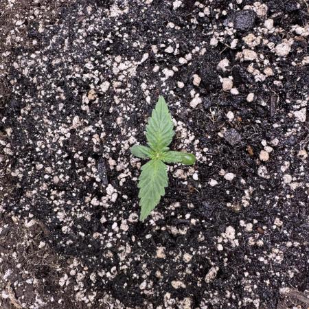 Strawberry Pie Auto-OriginalSensibleSeed