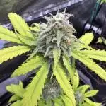 Auto Elephant - Super Sativa Seed Club