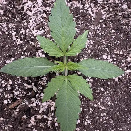 Pineapple Coconut Auto