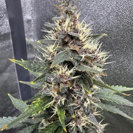 AUTO PURPLE OPIUM - Divine Seeds
